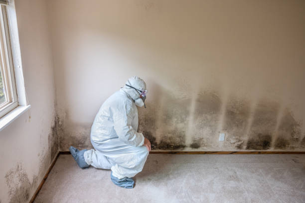 Best Emergency Mold Removal  in Sunset, FL